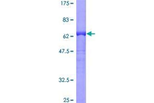 GPSM1 Protein (AA 1-434) (GST tag)