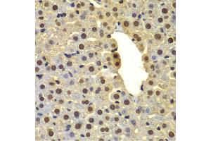 Immunohistochemistry of paraffin-embedded mouse liver using DTX2 antibody.