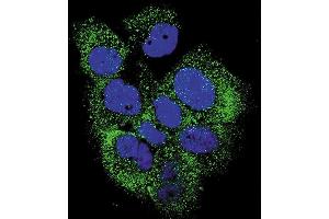 Confocal immunofluorescent analysis of Phospho-ABL- Antibody (ABIN389865 and ABIN2839725) with MCF-7 cell followed by Alexa Fluor 488-conjugated goat anti-rabbit lgG (green). (ABL1 antibody  (pTyr204))