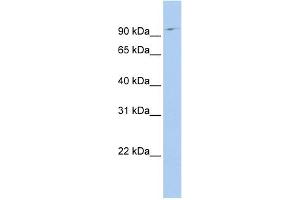 WB Suggested Anti-TMF1 Antibody Titration: 0. (TMF1 antibody  (N-Term))