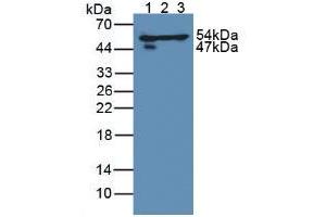 Figure. (DLD antibody  (AA 238-466))