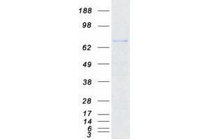 Validation with Western Blot (SPIRE2 Protein (Myc-DYKDDDDK Tag))