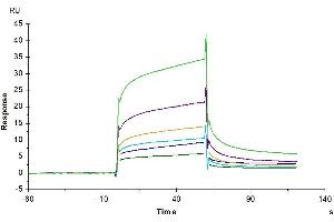 Surface Plasmon Resonance (SPR) image for Apolipoprotein E3 (ApoE3) (AA 19-317) protein (His tag,Biotin) (ABIN7273866)