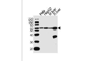 Western blot analysis of lysates from Hela, HepG2 cell line, mouse liver and rat liver tissue lysate (from left to right), using POLD2 Antibody (Center) (ABIN1944887 and ABIN2838566).