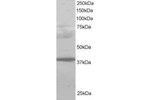 Western Blotting (WB) image for anti-Polycomb Group Ring Finger 2 (PCGF2) (C-Term) antibody (ABIN2465265) (PCGF2 antibody  (C-Term))