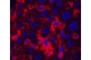 Immunofluorescence analysis of Mouse liver tissue using ACTA1 Monoclonal Antibody at dilution of 1:200. (Actin antibody)