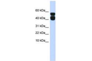 Image no. 1 for anti-Purinergic Receptor P2X, Ligand-Gated Ion Channel, 4 (P2RX4) (AA 35-84) antibody (ABIN6742584) (P2RX4 antibody  (AA 35-84))