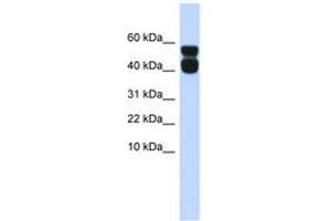 Image no. 1 for anti-Purinergic Receptor P2X, Ligand-Gated Ion Channel, 4 (P2RX4) (AA 35-84) antibody (ABIN6742584)