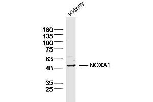Mouse kidney lysates probed with NOXA1 Polyclonal Antibody, Unconjugated (bs-20831R) at 1:300 overnight at 4˚C.