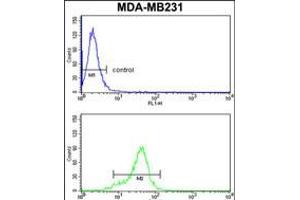 Flow cytometry analysis of MDA-MB231 cells (bottom histogram) compared to a negative control cell (top histogram). (AGPAT4 antibody  (AA 176-202))