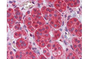 Anti-MEF2C antibody IHC of human adrenal. (MEF2C antibody  (Ser59))