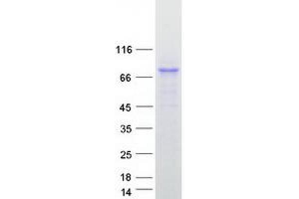 NLN Protein (Myc-DYKDDDDK Tag)