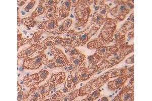 Used in DAB staining on fromalin fixed paraffin- embedded liver tissue (CHN2 antibody  (AA 1-264))