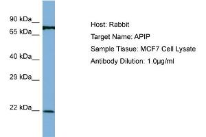 Host: Rabbit Target Name: APIP Sample Type: MCF7 Whole Cell lysates Antibody Dilution: 1.
