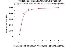 Immobilized Anti-FAP (Sibrotuzumab) Antibody,Human IgG1 at 1 μg/mL (100 μL/well) can bind Fed Human FAP Protein, His Tag (ABIN6973049) with a linear range of 0.