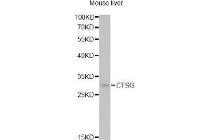 Western blot analysis of extracts of mouse liver, using CTSG antibody (ABIN5974986) at 1/1000 dilution. (Cathepsin G antibody)