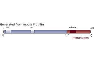 Image no. 2 for anti-Flotillin 1 (FLOT1) (AA 312-428) antibody (ABIN968195) (Flotillin 1 antibody  (AA 312-428))