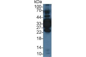 Western Blotting (WB) image for anti-Annexin A4 (ANXA4) (AA 3-151) antibody (ABIN7437596)