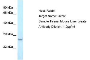Host: Rabbit Target Name: Ovol2 Sample Type: Mouse Liver lysates Antibody Dilution: 1. (OVOL2 antibody  (Middle Region))