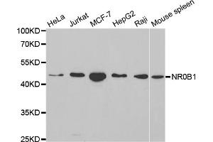 Western blot analysis of extracts of various cell lines, using NR0B1 antibody (ABIN5970870) at 1/1000 dilution. (NR0B1 antibody)