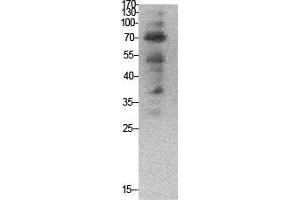 Western Blot (WB) analysis of HeLa cells using Ub Polyclonal Antibody. (Ubiquitin antibody  (Internal Region))