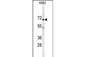 Western blot analysis of anti-AK7 Antibody (C-term) (ABIN391103 and ABIN2841238) in K562 cell line lysates (35 μg/lane). (Adenylate Kinase 7 antibody  (C-Term))