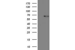 Image no. 1 for anti-CoA Synthase (COASY) antibody (ABIN1497557)
