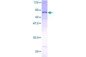 PYGO2 Protein (AA 1-406) (GST tag)