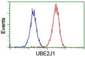 Image no. 3 for anti-Ubiquitin-Conjugating Enzyme E2, J1, U (UBE2J1) antibody (ABIN1501639) (UBE2J1 antibody)