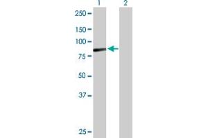 C9orf3 antibody  (AA 1-720)