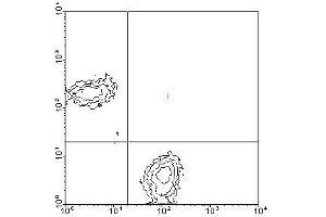 Image no. 1 for anti-CD3 epsilon (CD3E) antibody (Biotin) (ABIN135095) (CD3 epsilon antibody  (Biotin))