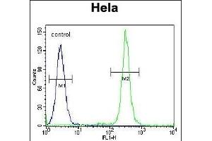 T Antibody (N-term) (ABIN651700 and ABIN2840367) flow cytometric analysis of Hela cells (right histogram) compared to a negative control cell (left histogram). (TMEM165 antibody  (N-Term))