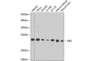 Western blot analysis of extracts of various cell lines using CIB1 Polyclonal Antibody at dilution of 1:1000. (CIB1 antibody)