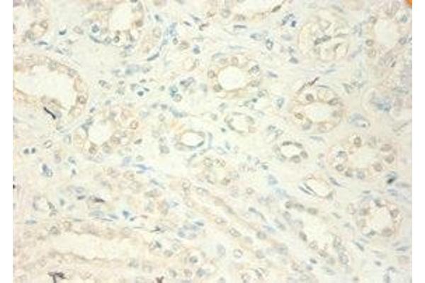 MT2A antibody  (AA 1-59)