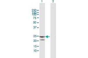 Western Blot analysis of ATP5O expression in transfected 293T cell line by ATP5O MaxPab polyclonal antibody.