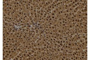 ABIN6272971 at 1/100 staining Rat liver tissue by IHC-P. (alpha KGDHC antibody  (N-Term))