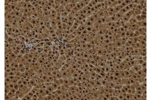 ABIN6272971 at 1/100 staining Rat liver tissue by IHC-P.