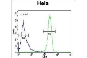 EFTUD1 Antibody (C-term) (ABIN654331 and ABIN2844107) flow cytometric analysis of Hela cells (right histogram) compared to a negative control cell (left histogram). (EFTUD1 antibody  (C-Term))