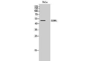 Western Blotting (WB) image for anti-Zinc Finger Protein 280A (ZNF280A) (C-Term) antibody (ABIN3187105) (ZNF280A antibody  (C-Term))