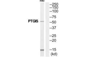 Western blot analysis of extracts from K562 cells, using PTGIS antibody. (PTGIS antibody)