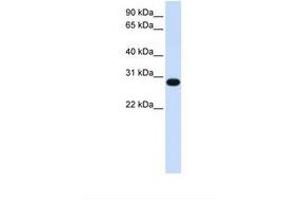 Image no. 1 for anti-PSF1 / GINS2 (N-Term) antibody (ABIN6738231) (PSF1 / GINS2 (N-Term) antibody)