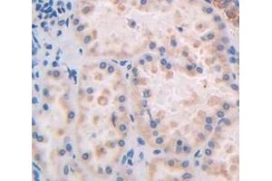 Figure. (Caspase 2 antibody  (AA 334-452))