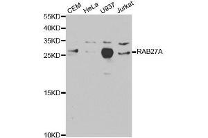 Western blot analysis of extracts of various cell lines, using RAB27A antibody. (RAB27A antibody  (AA 1-221))