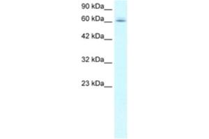 Western Blotting (WB) image for anti-Chromosome 14 Open Reading Frame 169 (C14orf169) antibody (ABIN2460754)