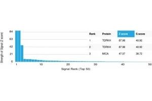 Analysis of Protein Array containing more than 19,000 full-length human proteins using TDRKH Mouse Monoclonal Antibody (PCRP-TDRKH-1H2). (TDRKH antibody)