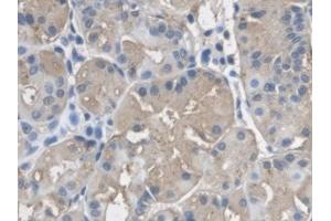 DAB staining on IHC-P; Samples: Human Stomach Tissue) (LRG1 antibody  (AA 37-340))