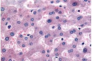 Immunohistochemical staining of human liver with DPP9 polyclonal antibody . (DPP9 antibody  (Internal Region))
