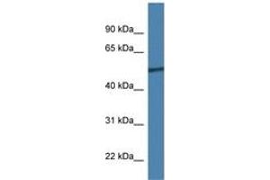 Rcor2 antibody  (AA 277-326)