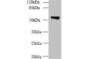 Western blot All lanes: TCP11L2 antibody at 1 μg/mL + A549 whole cell lysate Secondary Goat polyclonal to rabbit at 1/10000 dilution Predicted band size: 59, 30 kDa Observed band size: 59 kDa (TCP11L2 antibody  (AA 1-210))