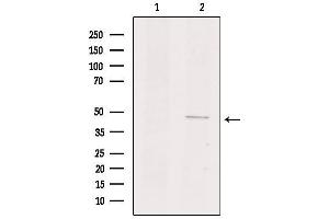 GPR135 antibody  (Internal Region)